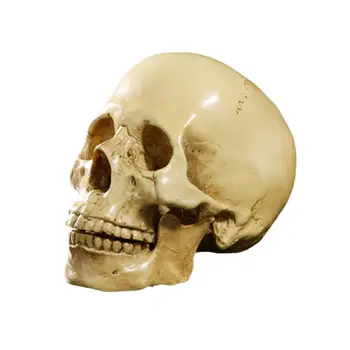 1:1 Нарязан на черепа, издадени напред зъби на скелета, домашен бар, интериор със собствените си ръце