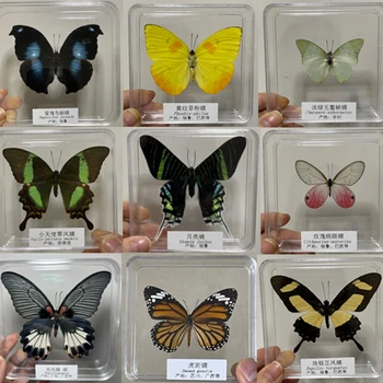 Истински образец на пеперуди, подпори за заснемане на образци на насекоми, занаяти собствените си ръце, интериор на учебната стая за студенти, аксесоари за украса на дома